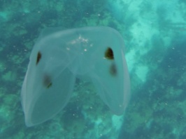 Spot-Winged Comb Jelly IMG 5515